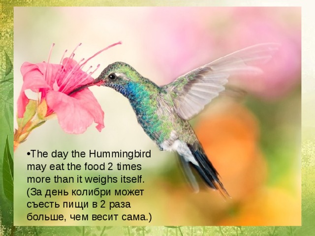 The day the Hummingbird may eat the food 2 times more than it weighs itself. ( За день колибри может съесть пищи в 2 раза больше, чем весит сама. ) 