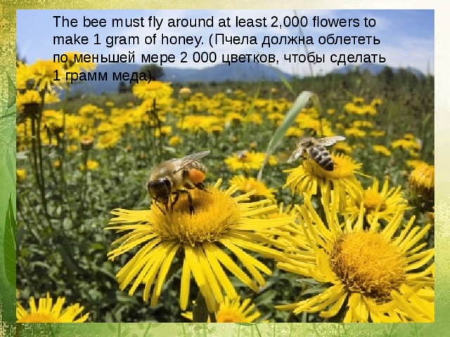 The bee must fly around at least 2,000 flowers to make 1 gram of honey. ( Пчела должна облететь по меньшей мере 2 000 цветков, чтобы сделать 1 грамм меда ). 