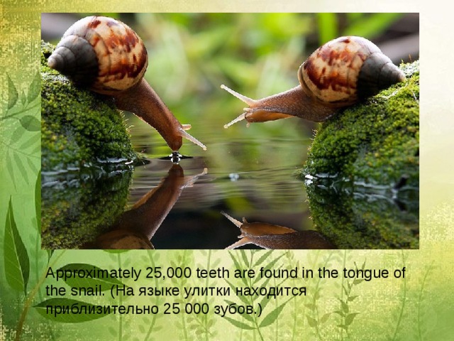 Approximately 25,000 teeth are found in the tongue of the snail. ( На языке улитки находится приблизительно 25 000 зубов. ) 