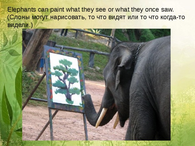 Elephants can paint what they see or what they once saw. ( Слоны могут нарисовать, то что видят или то что когда-то видели. ) 