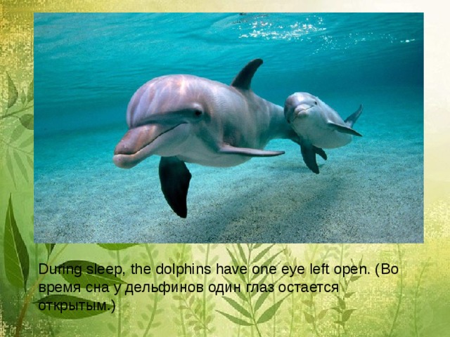 During sleep, the dolphins have one eye left open. ( Во время сна у дельфинов один глаз остается открытым. ) 
