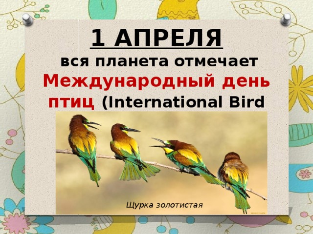 1 АПРЕЛЯ  вся планета отмечает Международный день птиц (International Bird Day) Щурка золотистая 