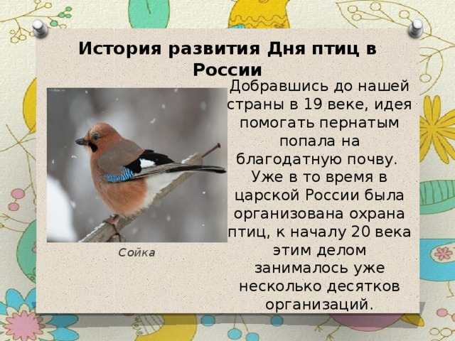 История развития Дня птиц в России Добравшись до нашей страны в 19 веке, идея помогать пернатым попала на благодатную почву. Уже в то время в царской России была организована охрана птиц, к началу 20 века этим делом занималось уже несколько десятков организаций. Сойка 