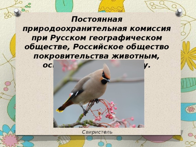Постоянная природоохранительная комиссия при Русском географическом обществе, Российское общество покровительства животным, основанное в 1865 году. Свиристель 