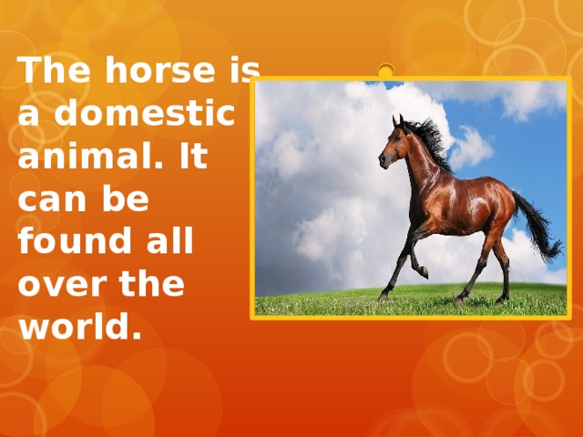 The horse is a domestic animal. It can be found all over the world. 