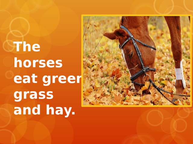 The horses eat green grass and hay. 