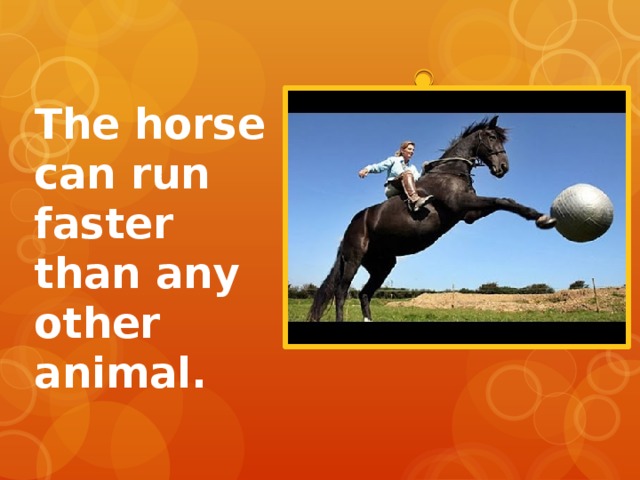 The horse can run faster than any other animal. 