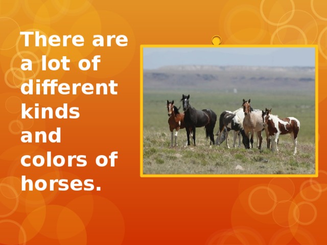 There are a lot of different kinds and colors of horses. 