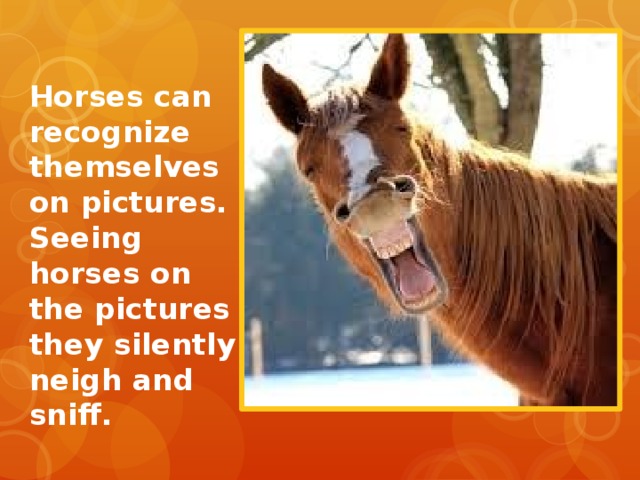 Horses can recognize themselves on pictures. Seeing horses on the pictures they silently neigh and sniff. 