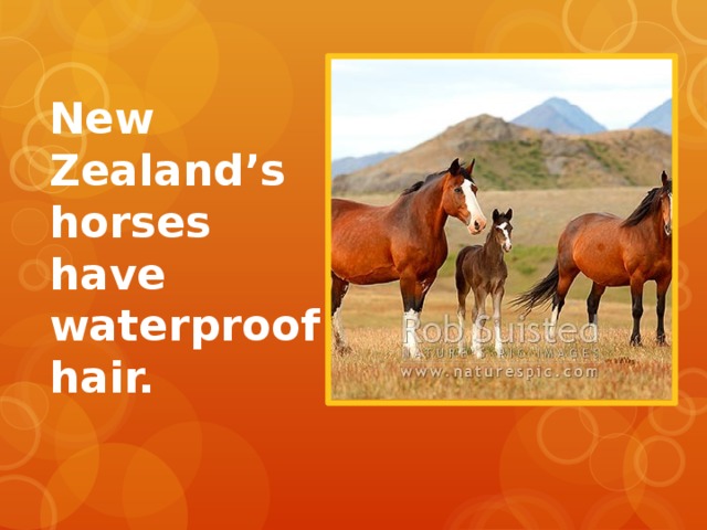 New Zealand’s horses have waterproof hair. 