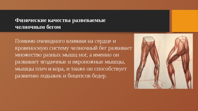 Физические качества развеваемые челночным бегом Помимо очевидного влияния на сердце и кровеносную систему челночный бег развивает множество разных мышц ног, а именно он развивает ягодичные и икроножные мышцы, мышцы плеч и кора, и также он способствует развитию лодыжек и бицепсов бедер. 