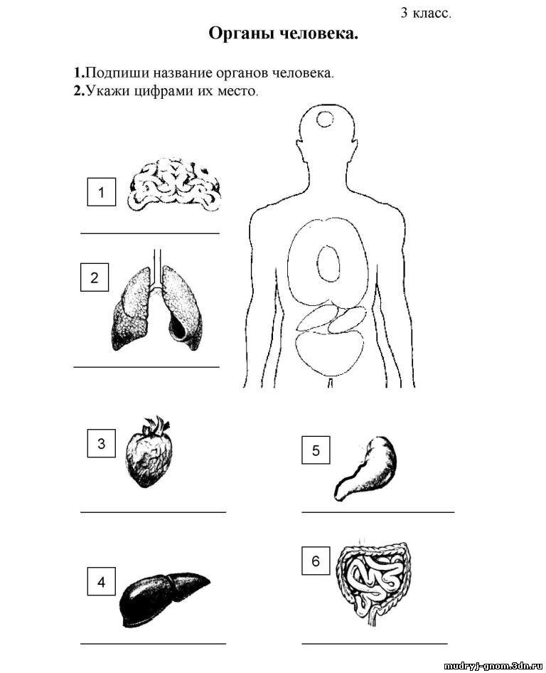 Внутренние органы человека схема 4 класс
