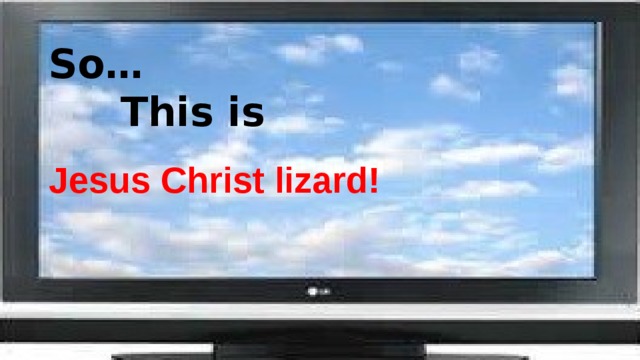 So…     This is Jesus Christ lizard!     