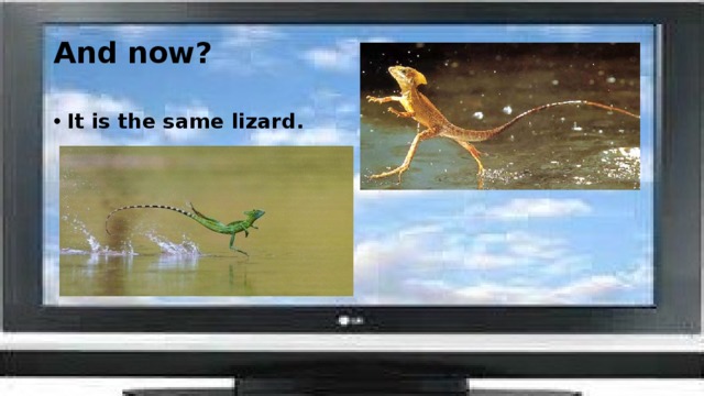 And now?   It is the same lizard. 