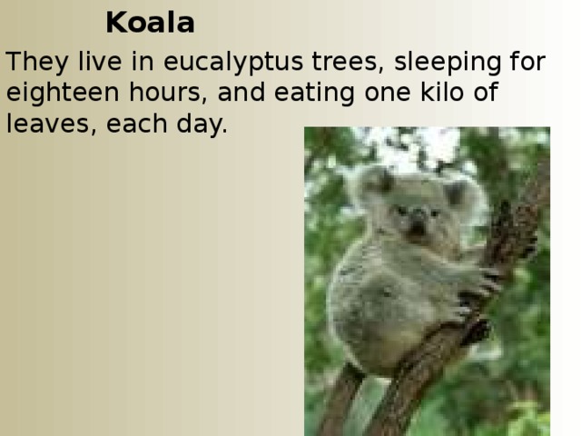  Koala They live in eucalyptus trees, sleeping for eighteen hours, and eating one kilo of leaves, each day. 