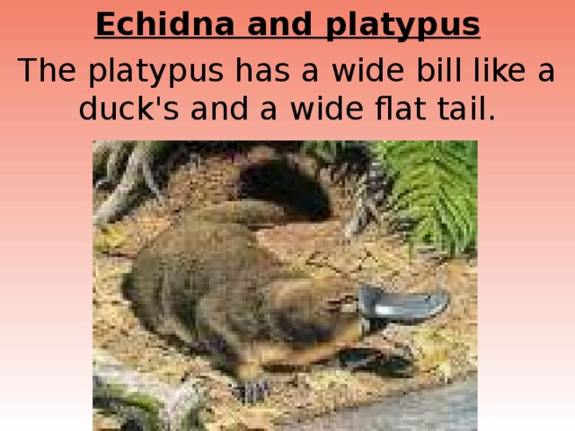 Echidna and platypus The platypus has a wide bill like a duck's and a wide flat tail. 