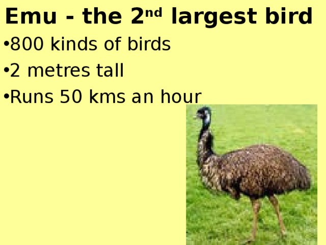 Emu - the 2 nd largest bird 800 kinds of birds 2 metres tall Runs 50 kms an hour   
