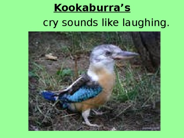 Kookaburra’s  cry sounds like laughing. 