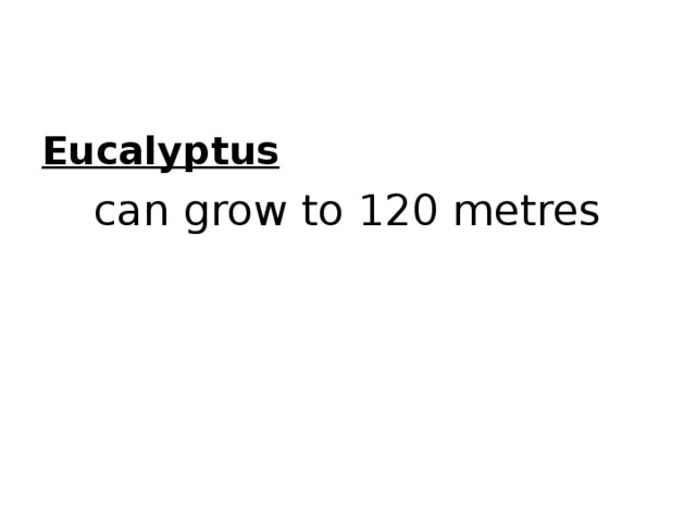 Eucalyptus can grow to 120 metres 