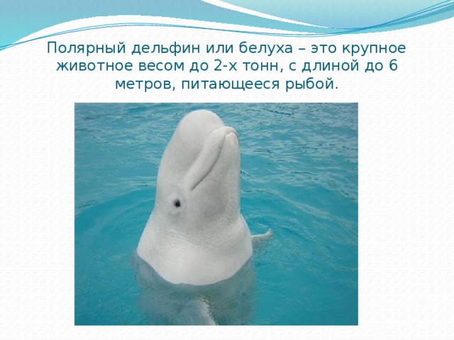 Полярный дельфин или белуха – это крупное животное весом до 2-х тонн, с длиной до 6 метров, питающееся рыбой. 