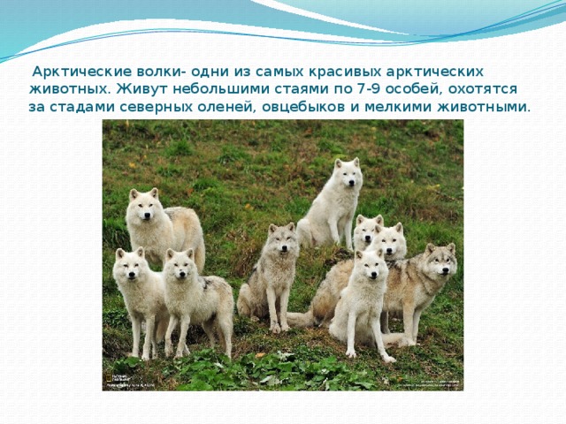   Арктические волки- одни из самых красивых арктических животных. Живут небольшими стаями по 7-9 особей, охотятся за стадами северных оленей, овцебыков и мелкими животными. 