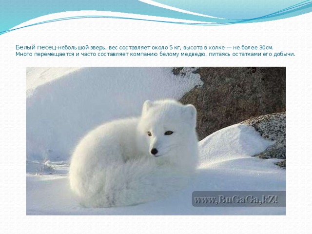     Белый песец- небольшой зверь, вес составляет около 5 кг, высота в холке — не более 30см.  Много перемещается и часто составляет компанию белому медведю, питаясь остатками его добычи.   