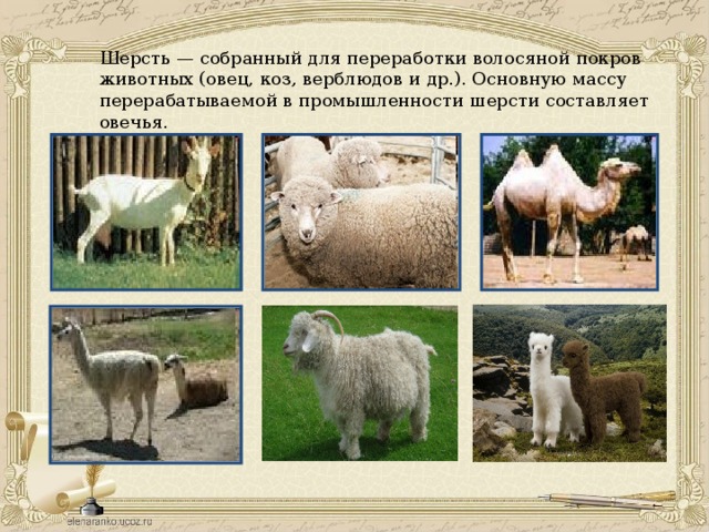 Шерсть — собранный для переработки волосяной покров животных (овец, коз, верблюдов и др.). Основную массу перерабатываемой в промышленности шерсти составляет овечья. 