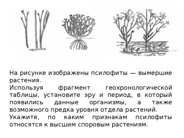 На рисунке изображены псилофиты — вымершие растения. Используя фрагмент геохронологической таблицы, установите эру и период, в который появились данные организмы, а также возможного предка уровня отдела растений. Укажите, по каким признакам псилофиты относятся к высшим споровым растениям.     