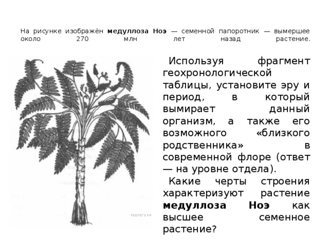  На рисунке изображён медуллоза Ноэ — семенной папоротник — вымершее около 270 млн лет назад растение .         Используя фрагмент геохронологической таблицы, установите эру и период, в который вымирает данный организм, а также его возможного «близкого родственника» в современной флоре (ответ — на уровне отдела). Какие черты строения характеризуют растение медуллоза Ноэ как высшее семенное растение ? 