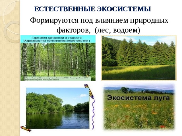 ЕСТЕСТВЕННЫЕ ЭКОСИСТЕМЫ Формируются под влиянием природных факторов, (лес, водоем) 