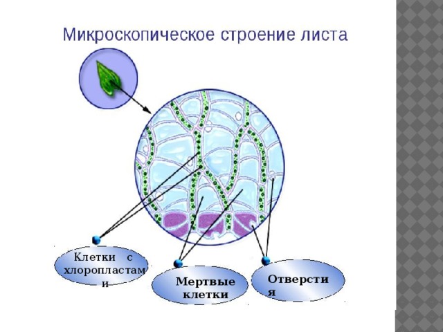 Клетки с хлоропластами Отверстия Мертвые клетки 