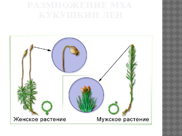 Размножение мха  кукушкин лен 