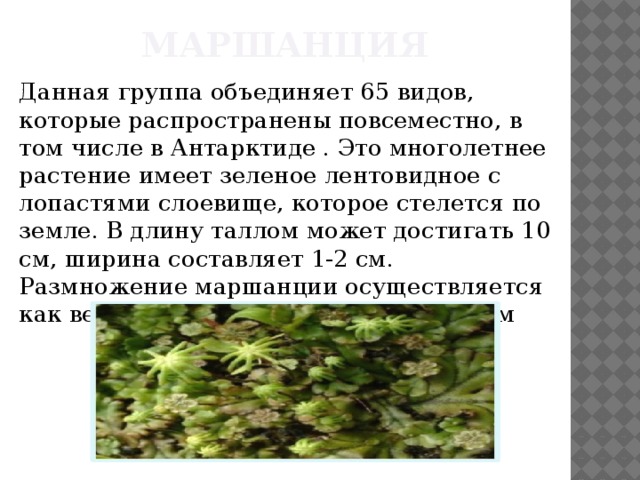 Растение маршанции к какой группе относится. Маршанция относится к группе. Маршанции это растение относится к группе. Маршанция характеристика. Мох маршанция описание.