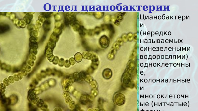 Отдел цианобактерии Цианобактерии (нередко называемых синезелеными водорослями) - одноклеточные, колониальные и многоклеточные (нитчатые) формы. 