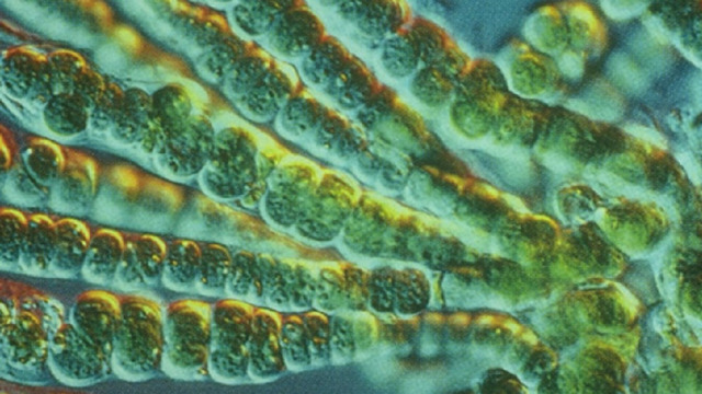 Подцарство Оксифотобактерии включает в себя несколько групп бактерий, в частности отдел цианобактерии,нередко называемые синезелеными водорослями. 