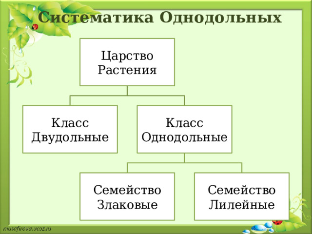 Систематика Однодольных Царство Растения Класс  Двудольные Класс  Однодольные Семейство  Злаковые Семейство  Лилейные 