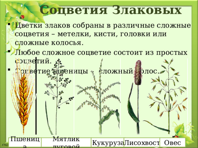 Пшеница Соцветия Злаковых Цветки злаков собраны в различные сложные соцветия – метелки, кисти, головки или сложные колосья. Любое сложное соцветие состоит из простых соцветий. Соцветие пшеницы – сложный колос. Мятлик луговой Кукуруза Лисохвост Овес 