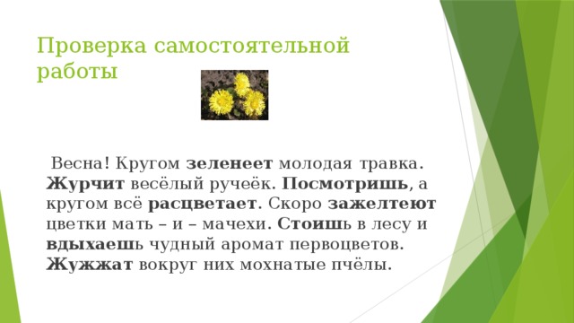 Проверка самостоятельной работы  Весна! Кругом зеленеет молодая травка. Журчит весёлый ручеёк. Посмотришь , а кругом всё расцветает . Скоро зажелтеют цветки мать – и – мачехи. Стоиш ь в лесу и вдыхаеш ь чудный аромат первоцветов. Жужжат вокруг них мохнатые пчёлы. 