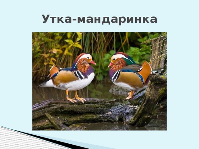 Утка-мандаринка 