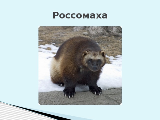 Россомаха 