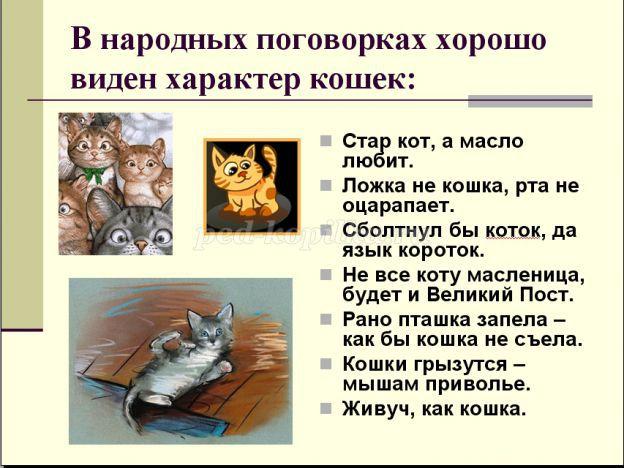 Скачать песню характер кошки