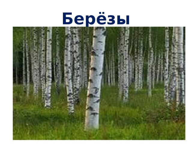 Берёзы 