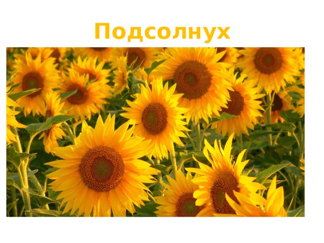 Подсолнух 