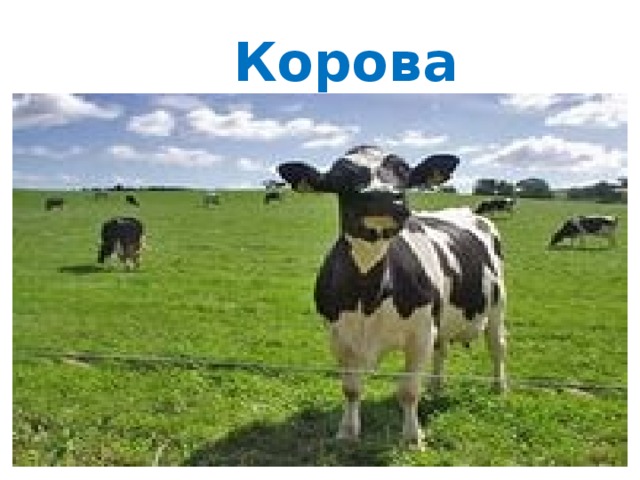 Корова 