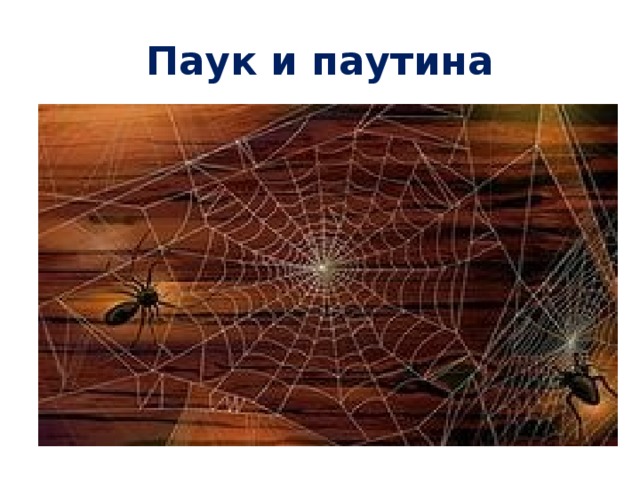 Паук и паутина 