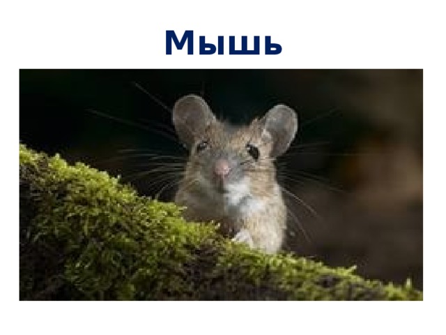 Мышь 