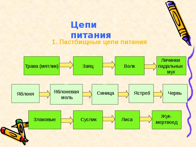 Схема пастбищной пищевой цепи