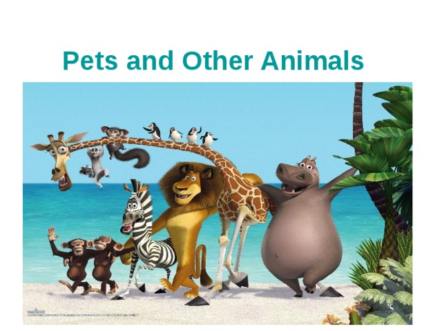 Pets and Other Animals 