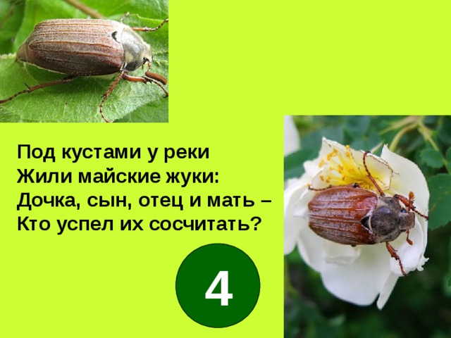Под кустами у реки Жили майские жуки: Дочка, сын, отец и мать – Кто успел их сосчитать? 4 