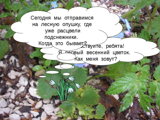 Сегодня мы отправимся на лесную опушку, где уже расцвели подснежники. Когда это бывает? Здравствуйте, ребята! Я первый весенний цветок. Как меня зовут? 